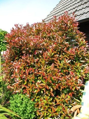 immergrüne Glanzmispel Photinia fraseri Red Robin 40-60 cm hoch im 3 Liter Pflanzcontainer