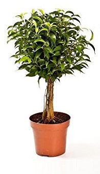 Birkenfeige Hochstamn, Ficus Babilatos, Bonsai, (Ficus babilatos), asiatischer Bonsai, verschiedene Größen (ca. 35cm hoch im 12cm Topf)