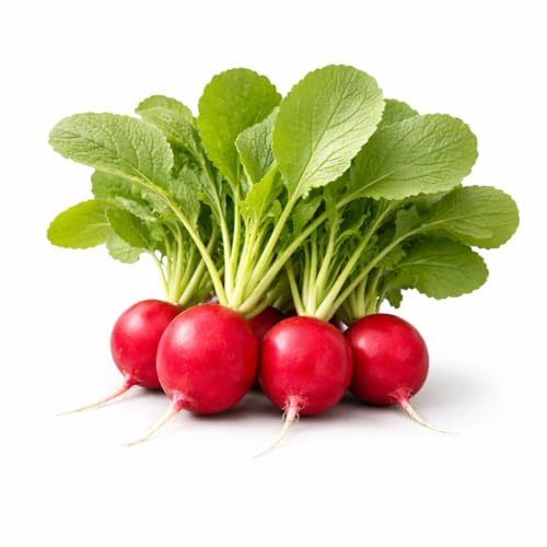 Cherry Belle - Semillas de rábano - Raíces rojas redondas, uso fresco en la cocina, cama elevada en el suelo y jardines de contenedores