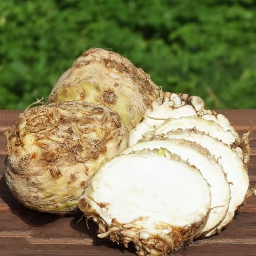 semillas de apio nabo Balcón invernadero, bancales elevados para jardín de apio, apio nabo orgánicas de interior, para 125pcs