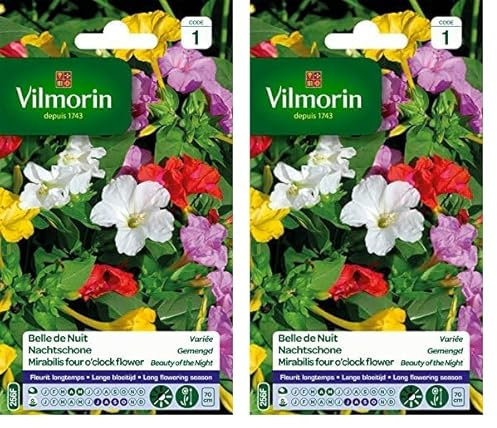 VILMORIN Belle de Nuit semence Florale, Multicolor, 70cm hauteur de la plante (Lot de 2)