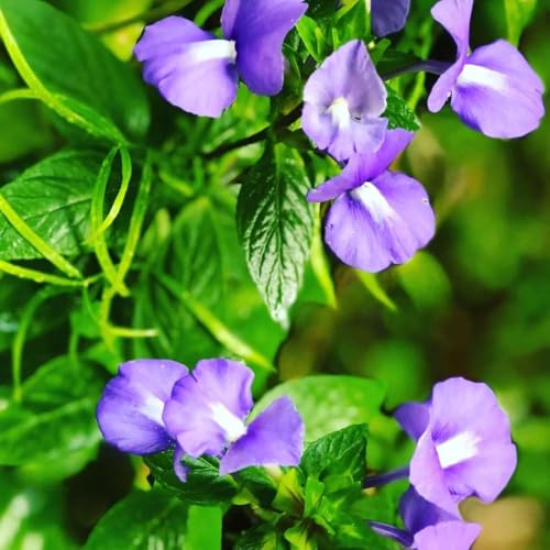 semillas de guisante mariposa - exóticas para exterior guisante de mariposa seto 200pcs