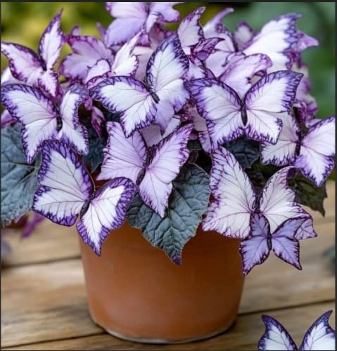 Hosta 'Moonlight Butterfly' – Disponible en vrac ou en forme de racines nues – Vivace – Résistant au froid – Convient pour la décoration intérieure/vivace, excellente présentation – 4 ampoules Hosta-A