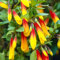 Jacobinia Pauciflora Brazilian Fuchsia Evergreen Perennial Flowering Shrub (20-30cm (Incl. Pot))