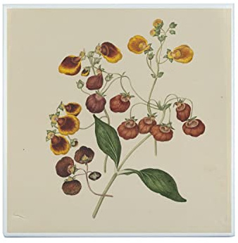 Fabulous Piastrella in ceramica decorativa 20 x 20 cm - Illustrazione Botanica Antica Fiori Esotici