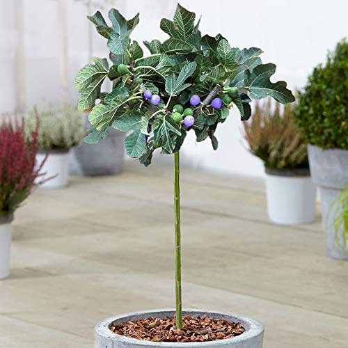 Ficus Brown Turkey Tree | Deciduous Potted Fig Trees for Small Gardens & Borders | Straight Standard Stem (70-80cm (Incl. Pot))