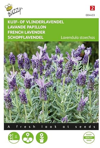 Buzzy Seeds 004433 Schopflavendel (Lavendelsamen)