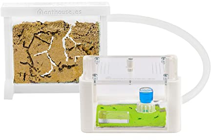 AntHouse - Fourmilière Naturelle en Sable | Kit Basic 3D (Sandwich + Caisse de Fourrage) Blanc | Fourmis Incluses