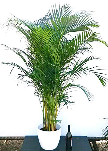 POWERS TO FLOWERS - ARECA, PALMA DI ARECA IN VASO CERAMICA BIANCO altezza 150cm, pianta vera