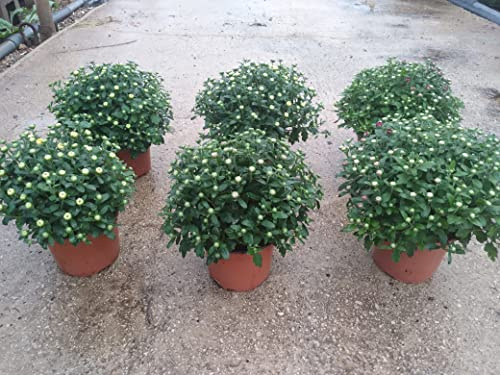 Crisantemo Pack 6 Plantas de colores variados - Planta Natural - Maceta 14 cm ø