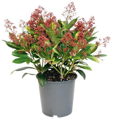 Skimmia Japónica Planta Natural con Aroma y Elegancia