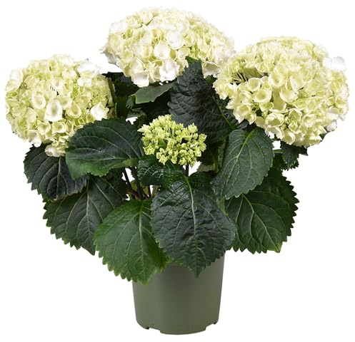Hortensia Blanca en Maceta Arbusto Ornamental Natural Ideal para Espacios Verdes