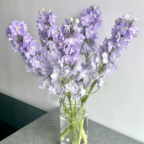semi resistenti di delphinium aiuola, balcone di delphinium tappezzante perenne resistente balcone, decorazione giardino per esterni 600pcs