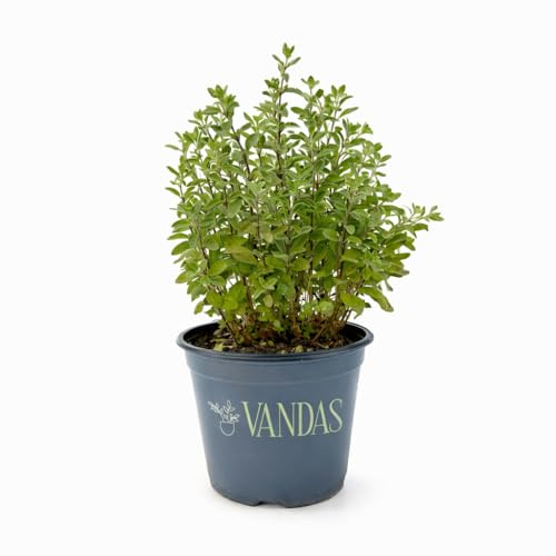 VANDAS Maggiorana – Pianta Aromatica Perenne in Vaso 14 cm | Ideale per Cucina e Tisane | Ama il Sole | Made in Italy