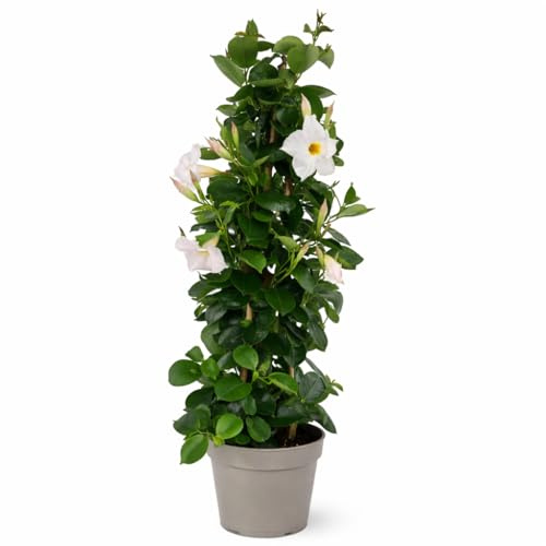 Exotenherz Mandevilla Dipladenia – Flor de embudo – Forma pirámide – Maceta de 17 cm – aprox. 65 – 70 cm – Color blanco