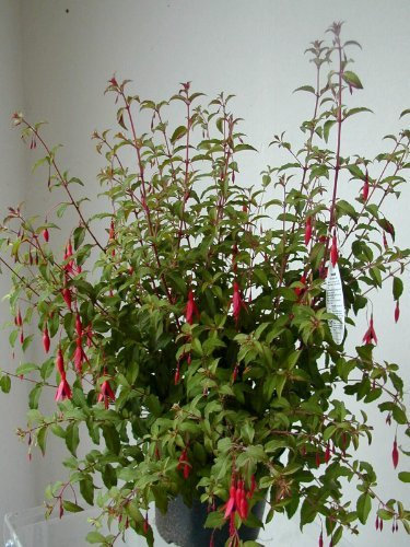 winterharte Fuchsie Fuchsia magellanica gracilis 30-40 cm hoch im 3 Liter Pflanzcontainer