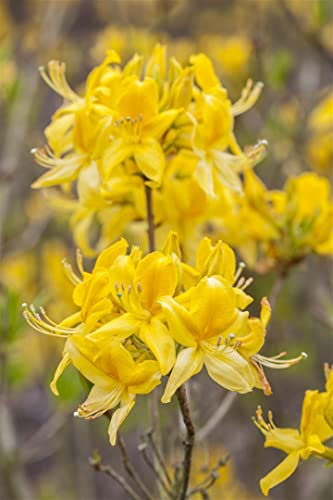 Rhododendron luteum 80-100 cm - Gelber Rhododendron, duftende gelbe Blüten, Blütezeit Mai-Juni, ideal für Rabatten, bienenfreundlich, winterhart