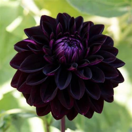 Dahlia/Strong Plants That Grow Well/Mix Golden Jade Carving Feels/Crop for Planting Now UK