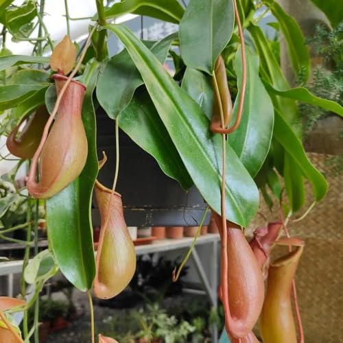 NepenthesSamen, Nepenthes mirabilis, garten Fleischfressende Kannenpflanze, fleischfressende seltene balkon winterhart 350pcs