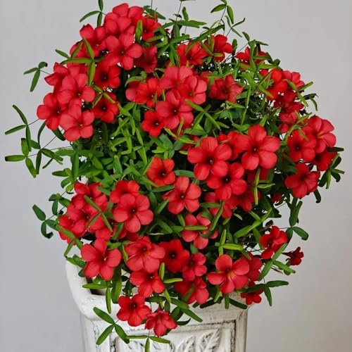 bulbi di oxalis - arredamento del soggiorno, da appartamento da giardino roccioso interno, resistenti balcone recisi fioriera per bulbi, balcone 15pcs