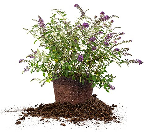 Perfect Plants Nanho Butterfly Bush Fast Growing Extraordinary Bright Purple Flowers, 3 Gal, Low Maintenance