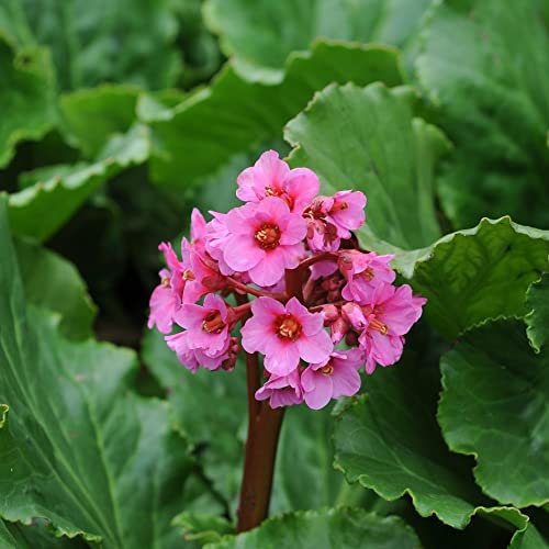 TM Bergenia Cordifolia Hardy Perennial Elephants Ear 1 x 1 Litre Potted Plant