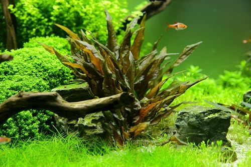 WASSERPFLANZEN WOLFF - Brauner Tropica Wasserkelch | Cryptocoryne wendtii 'Tropica' | Anspruchslose Aquariumpflanze für Nano & Mittelgrund | Dunkelbraune gehämmerte Blätter |