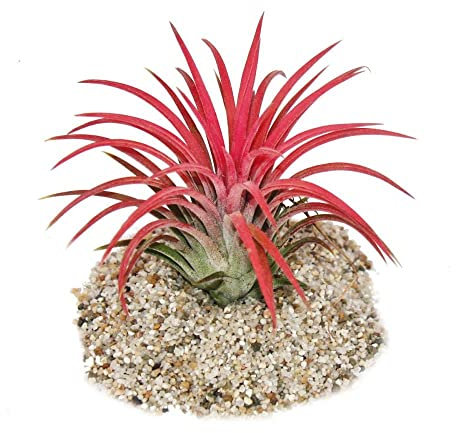 Tillandsia Fire DECOALIVE Planta del Aire Natural de Color Rojo Intenso