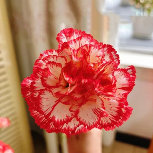 semillas de clavel - exóticas resistentes, jardín decoración balcones perennes 50pcs