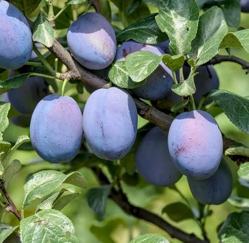 Riesenpflaume `Haganta´ Halbstamm, ca.180cm im 10L Topf