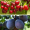 Cherry & Plum Duo - Mini Fruit Trees - Hardy Tree - Easy to Grow Your Own - Delicious & Juicy Flavours - Ideal for Patio Containers Display - 2X 9cm Potted Plants by Thompson and Morgan