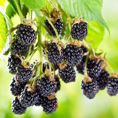 2 BlackBerry Plants Live for Planting, 4 to 8 Inch Height, BlackBerry Bush Live Plant, Sweet Blackberries Fruit Seedlings (Ouachita BlackBerry)
