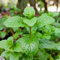 Semillas de menta fresca verde 90 piezas