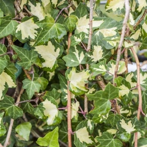 Hedera helix 'Goldheart' - Gelbbunter Efeu Kletterpflanze-150cm Topf gewachsen (60-100cm)