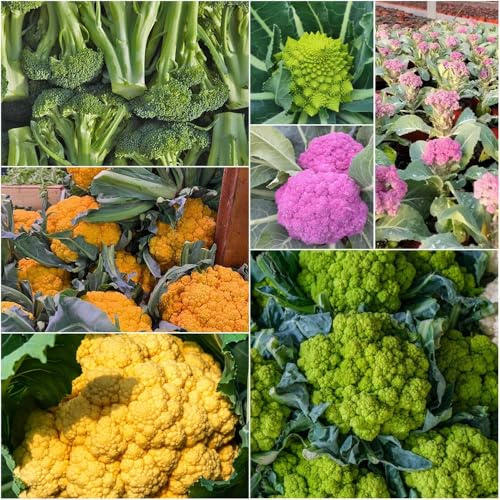 semillas de coliflor semillas exóticas para lugares soleados tradicionales 500pcs