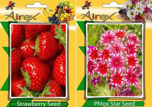 Strawberry, Phlox Stella: Only Seeds
