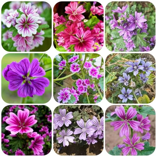 semillas de malva, semillas de otoño jardín silvestres balcón exterior jardín 300pcs