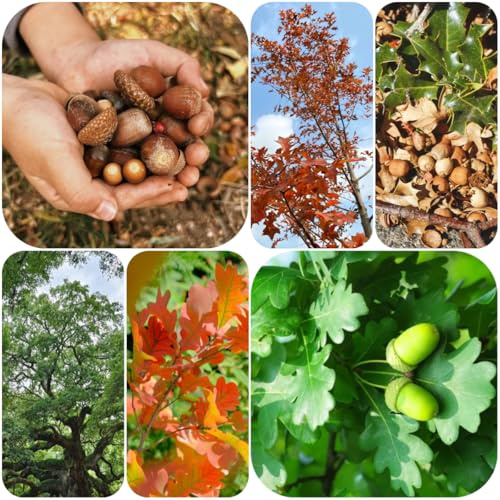 comprar semillas de roble - roble - Plantación de árboles bonsái árbol de roble semillas de árboles, semillas de bonsái de interior Árboles, bonsáis de interior, bonsáis 3pcs