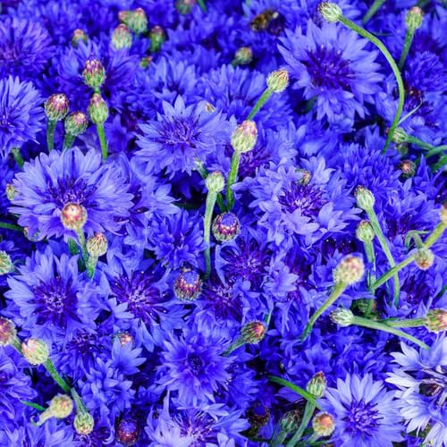 semi di fiordaliso resistenti all'inverno tappezzante e resistente Aiule rialzate per il giardinoda interno resistenti al pieno 800pcs