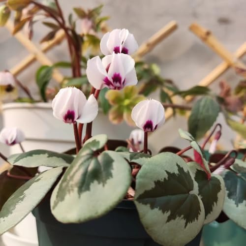 Semi di ciclamino - resistenti per giardini rocciosi rialzata con semi di ornamentali esotici decorazioni per il soggiorno, giardino farfalla 160pcs