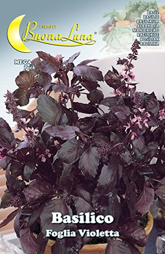 Semillas huerto albahaca hoja violeta
