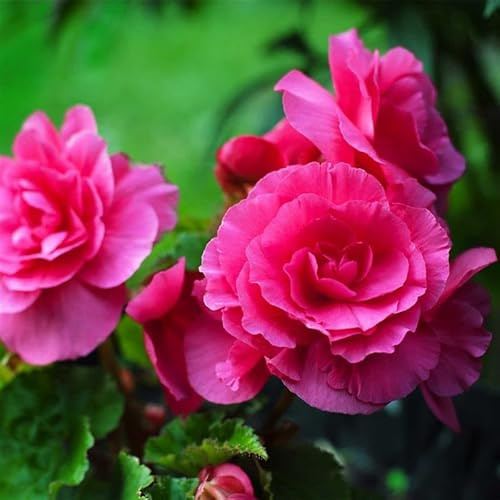 Pelleted Begonia Nonstop Series Deep Rose Seed ~25 Seeds | Double Blooms in Shade | Tuberous Annual for Hanging Baskets, Pots & Borders | 119-133 Days | Compact 8-10” Plants | Non-GMO