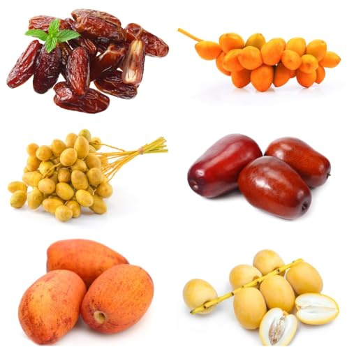 semi resistenti palma da datteri - palma da datteri - all'inverno per balconi sapote, resistenti 35pcs