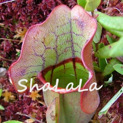 8: Neue Eine Packung 50 Stücke Seltene Nepenthes Samen Blumensamen Fliegenfalle Balkon Topf Bonsai Pflanzen Samen Bonsai Fleischfressende Pflanzen Samen