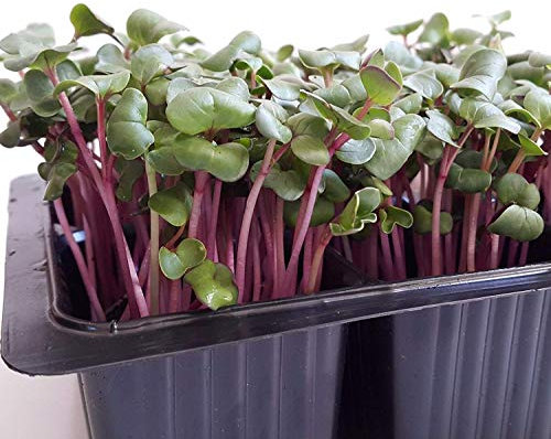 Portal Cool Micro-Green : Semi-insalée di Radicchio d'Ucraina