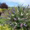 Pianta vera di Buddleja davidii Tricolor - Diametro Vaso Ø 15 cm