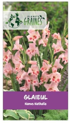 5 bulbes Le Glaïeul Nathalie Nanus (nain) - coloris rose/blanche/crème