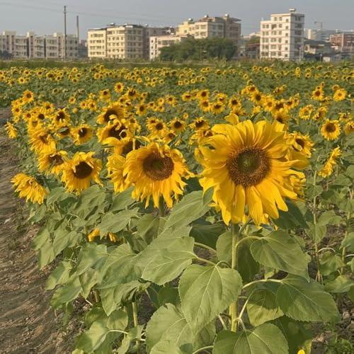 semillas de girasol perennes resistentes - jardín perennes cama elevada 1000pcs