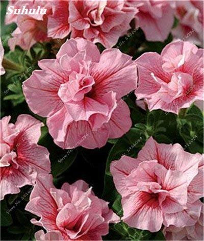 10: Frische Geraniensamen Pelargonium hortorum Blumensamen 20 Samen