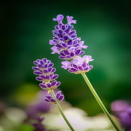 100pcs graines de fleurs de lavande de Provence